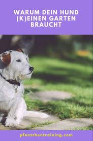 Ein Hund Braucht Einen Garten Pfotchentraining Hunde Tierheim Hunde Hunde Erziehen