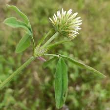 Image result for Trifolium squarrosum