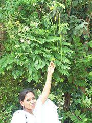 How To Grow A Moringa Tree Moringa Tree Moringa Oleifera Moringa