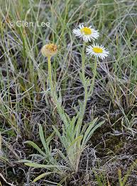 Image result for Eriosema pumilum