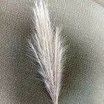 Image result for Chloris roxburghiana