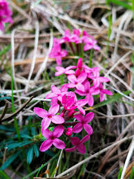 Image result for Synandrodaphne