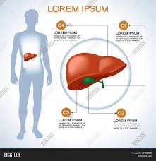 It appears reddish brown in appearance because of the immense amount of blood flow to the organ. Liver Modern Medical Vector Photo Free Trial Bigstock