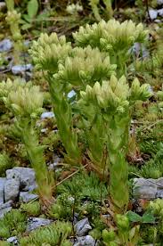 Las jovibarbas y los sempervivum se mueren cuando florecen re: Succulent Plants Wild Flower Seeds