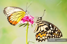Others think love can be measured in bunches of flowers, or by using the words 'for ever.' but love can only truly be measured by actions. Two Butterflies On A Flower Indonesia Flowers Insect Stock Photo 462930828