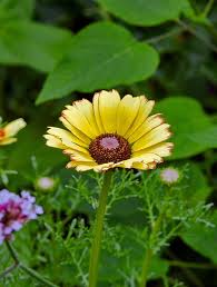 Image result for Glebionis carinata `German Flag`