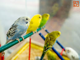 Birds For Sale In Florida How Many Birdie Friends Can You Spot Birds Birdlove Pets Fly Insidepetlandtexas Petlandtyler Petlandtexas Puppy Schedule Petland Puppies Bird