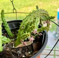 Image result for Huernia longituba