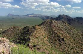 Image result for Tragia lasiophylla