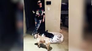 According to lapd, a woman met lady gaga's staff and detectives at the olympic olympic community police station, just northwest of downtown, around 6 p.m. Lady Gaga S Two French Bulldogs Have Been Returned Safely Lapd Says Cnn