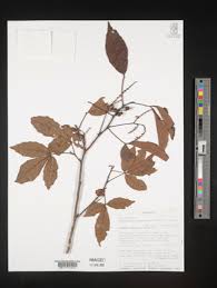 Image result for Allophylus abyssinicus