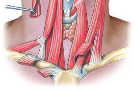 Label muscles front and back view labelled diagram. Https Www Pearsonhighered Com Assets Samplechapter 0 1 3 4 013439495x Pdf
