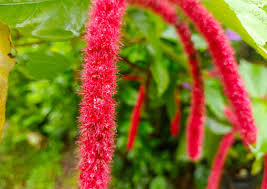 Image result for Acalypha hispida
