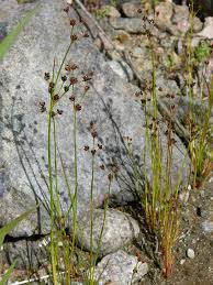 Image result for Juncus lomatophyllus