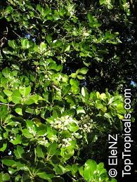 Image result for Calophyllum