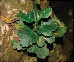 Image result for Kalanchoe crenata