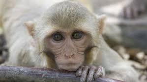 Verletzungen der Wirbelsäule