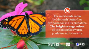They fly from flower to flower collecting nectar. Monarch Butterfly Fact Sheet Blog Nature Pbs