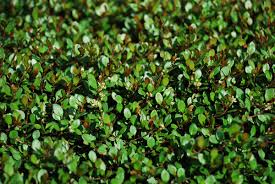 Ground covers add beauty to the garden at ground level and keep the surrounding area cool, as they help prevent the ground from heating up during hot summers. Create A Carpet Of Color In Your Yard With Groundcovers Costa Farms