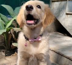 We love these cute little puppies! Little golden butterballs of love. 💛  The little paws, the little teefs, the puppy breath!! What's your favorite  puppy feature? ✨ Our puppy friends are: @siathefloof @