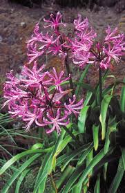 Image result for Sebaea leiostyla