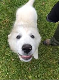 Tuffy was a talker when he was a pup! He is 3yrs old now and he is happy to  be quiet. This is a great memory with Kathy Wright