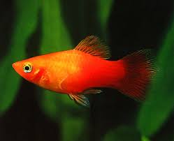 Facebook gives people the power to share and makes the world. Senarai Jenis Ikan Hiasan Air Tawar Untuk Aquarium Beginner Some Bullet For Your Head