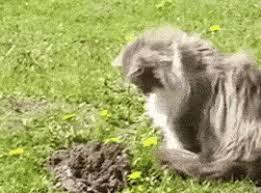 Il en est de même pour noé, qui survivra avec sa famille, alors que beaucoup moururent noyé par un effet naturel de la montée des eaux de l'euphrate, et non pas par la punition de son dieu. Smashes Moles Fx Tremblement De Terre Gifs Get The Best Gif On Giphy