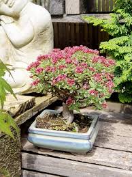 Image result for Crassula sarcocaulis