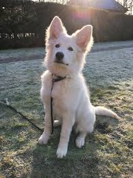 White Shepherd Edin Ovcharka Milye Sobaki Sobachki