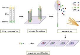 Ngs Genome Sequencing