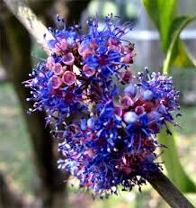 Image result for Memecylon myrianthum