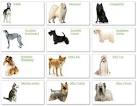 10 Dumbest Dog Breeds: Is Your Dog on the List? - DogVills