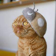 Japanese Artist Is Back With A New Collection Of Cat Hats Made From Their Own Fur Cat Hat Cats Cat Shedding