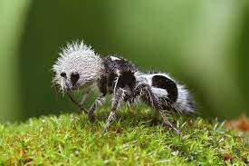 Jadi mari kita mula membaca. Gambar Haiwan Pelik Tapi Benar Tentu Anda Ingin Melihat Gambar Haiwan Pelik Kan Danmungkin Ramai Akan Terkejut Apabila Anda Meliha Weird Animals Animals Panda