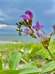 Image result for Canavalia africana