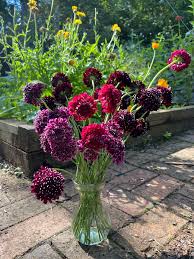 Image result for Scabiosa