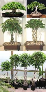Growing Your Ficus Bonsai Ficus Bonsai Are Ideally Suited For Indoor Bonsai Watering Ficus Bonsai As With Most Bo Bonsai Ficus Bonsai Plants Indoor Bonsai