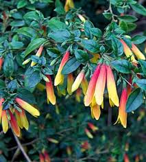 Image result for Justicia striata