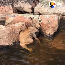 Baby Moose Gets Hoof Stuck Between Two Rocks | Facebook