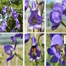 Morphology Of Aconitum Napellus Spp Lusitanicum Inflorescence A Download Scientific Diagram