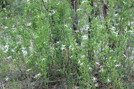 Image result for Jasminum stenolobum