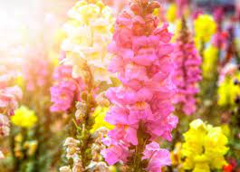 How To Prune Snapdragons Annual Flowers Snapdragon Flowers Flowers Perennials