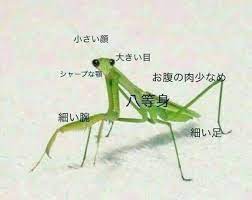 画像 女の体型の理想 男と女で違いすぎるｗｗｗｗｗｗｗｗｗｗｗｗｗ なんjクエスト 男と女 体型 カマキリ