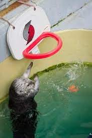 Eddie The Oregon Zoo Sea Otter Slam Dunking A Toy Basketball To Exercise His Arthritic Elbows Visit Eddie Otters Sea Otter Cute Animals With Funny Captions
