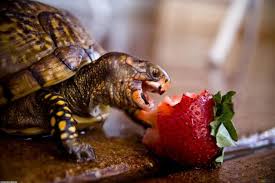 La tartaruga di terra (testudo hermanni) è un animale ideale per chi non ha molto spazio in casa o per chi è alla ricerca di un animale silenzioso e tranquillo. Perche La Tartaruga Non Mangia Mondopets It