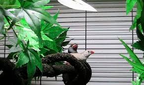 Benefits Of Uvb Lighting For Companion Birds Hari