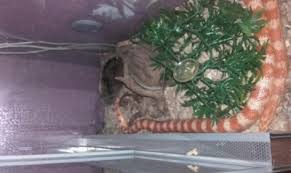 Zbędne jeśli terrarium stoi w jasnym miejscu. Waz Zbozowy Terrarium 6767469436 Oficjalne Archiwum Allegro