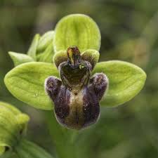 Image result for Ophrypetalum odoratum