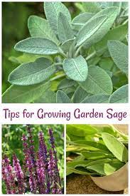 Sage Plant Care Tips For Growing Garden Sage Sage Plant Plant Care Planting Herbs